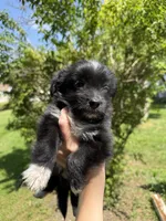 Baby toothless, a male Australian Shepherd and Yorkshire Terrier for sale in Chesterfield, MI – 9 of 10