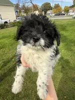 Booger, a male Pomeranian and Poodle - Miniature  for sale in Chesterfield, MI – 7 of 10