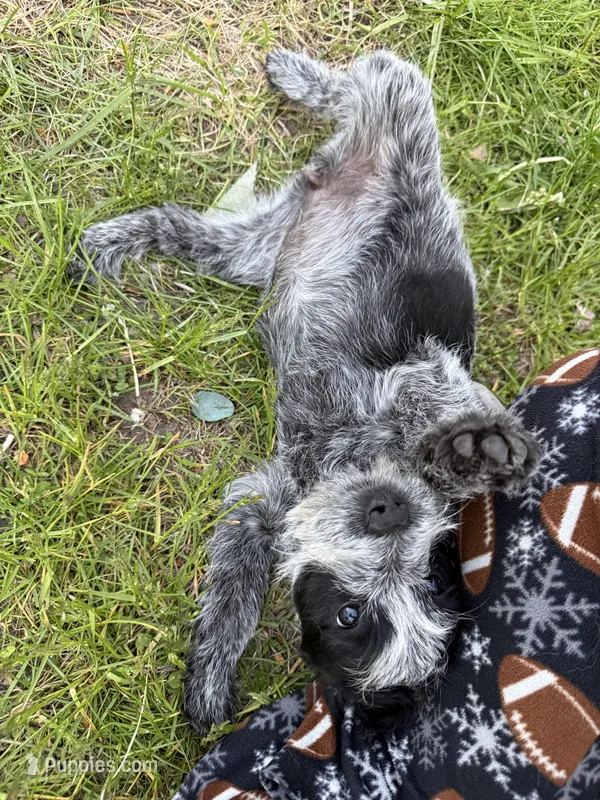 Lela – Australian Cattle Dog, Poodle - Miniature  puppy for sale in Chesterfield, MI