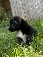 Baby toothless, a male Australian Shepherd and Yorkshire Terrier for sale in Chesterfield, MI – 5 of 10