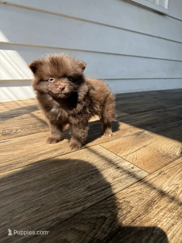 Bentley fuzBunz – Pomeranian puppy for sale in Chesterfield, MI