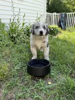 Echo, a female Australian Shepherd and Bernese Mountain Dog for sale in Chesterfield, MI – 8 of 8