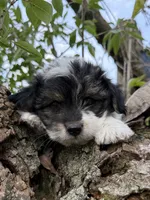 Snoopy, a male Yorkshire Terrier for sale in Chesterfield, MI – 9 of 9