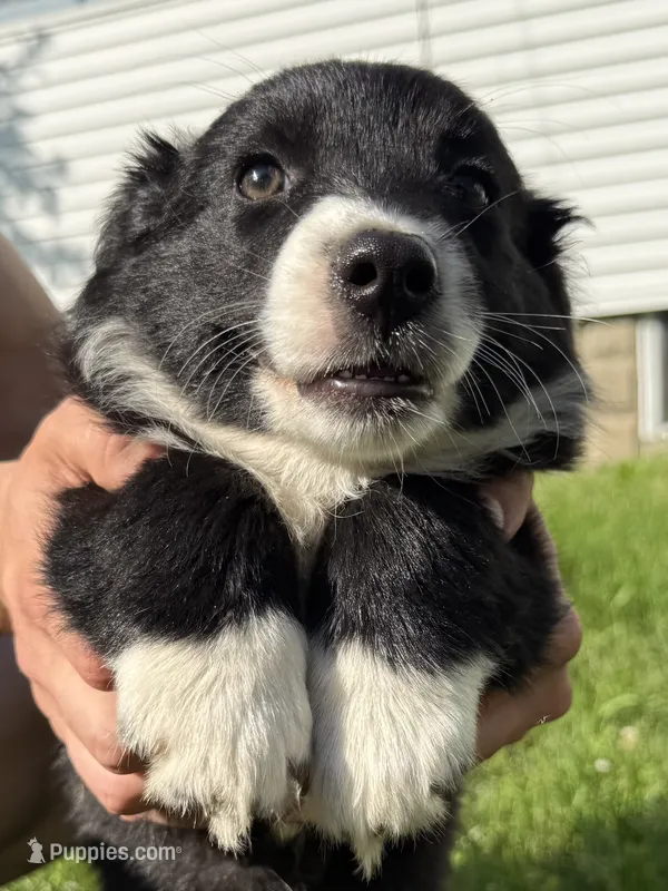 Ashley – Australian Shepherd, Bernese Mountain Dog puppy for sale in Chesterfield, MI