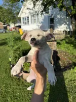 Blondy, a female Chihuahua for sale in Chesterfield, MI – 7 of 8
