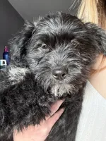 Brutus , a male Australian Cattle Dog and Poodle - Miniature  for sale in Chesterfield, MI – 5 of 10
