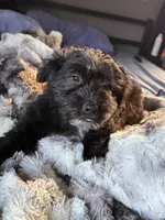Brutus , a male Australian Cattle Dog and Poodle - Miniature  for sale in Chesterfield, MI – 4 of 10