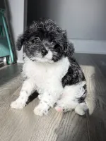 Booger, a male Pomeranian and Poodle - Miniature  for sale in Chesterfield, MI – 4 of 10