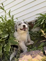 Echo, a female Australian Shepherd and Bernese Mountain Dog for sale in Chesterfield, MI – 4 of 8