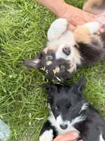 Stella , a female Australian Shepherd for sale in Chesterfield, MI – 7 of 9