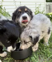 Stella , a female Australian Shepherd for sale in Chesterfield, MI – 6 of 9