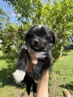 Baby toothless, a male Australian Shepherd and Yorkshire Terrier for sale in Chesterfield, MI – 3 of 10