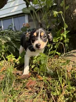 Larry, a male Chihuahua for sale in Chesterfield, MI – 5 of 9