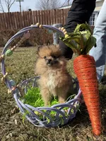 Simba, a male Pomeranian for sale in Chesterfield, MI – Photo 1 of 5