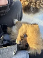 Simba, a male Pomeranian for sale in Chesterfield, MI – Photo 5 of 5