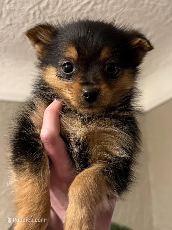 Jax, a male Pomeranian and Yorkshire Terrier for sale in Chesterfield, MI – Photo 1 of 4