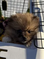 Simba, a male Pomeranian for sale in Chesterfield, MI – Photo 3 of 5