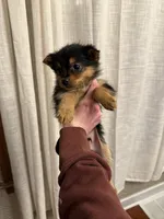 Jax, a male Pomeranian and Yorkshire Terrier for sale in Chesterfield, MI – Photo 4 of 4