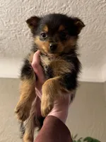 Jax, a male Pomeranian and Yorkshire Terrier for sale in Chesterfield, MI – Photo 2 of 4