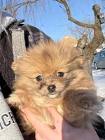 Simba, a male Pomeranian for sale in Chesterfield, MI – Photo 4 of 5