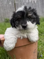 Snoopy, a male Yorkshire Terrier for sale in Chesterfield, MI – 8 of 9
