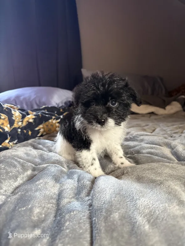 Booger – Pomeranian, Poodle - Miniature  puppy for sale in Chesterfield, MI
