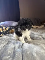 Booger, a male Pomeranian and Poodle - Miniature  for sale in Chesterfield, MI – 8 of 10
