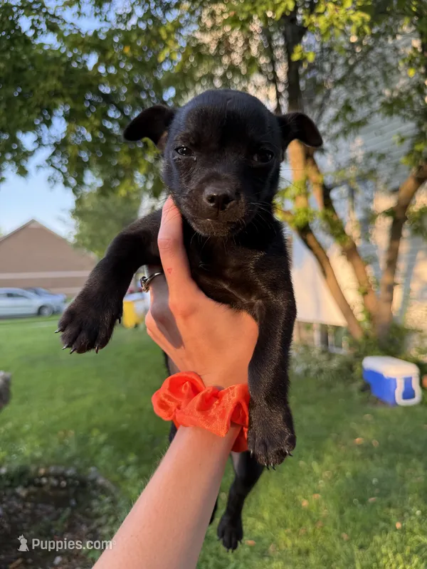 Meat bone – Chihuahua puppy for sale in Chesterfield, MI