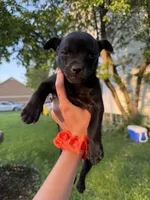 Meat bone, a male Chihuahua for sale in Chesterfield, MI – 1 of 9