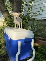 Blondy, a female Chihuahua for sale in Chesterfield, MI – 8 of 8