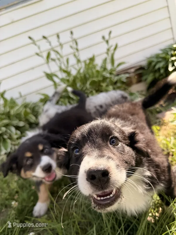 Ashley – Australian Shepherd, Bernese Mountain Dog puppy for sale in Chesterfield, MI