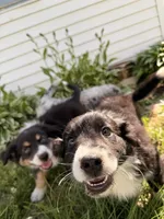 Australian shepherd mix puppy female , a female Australian Shepherd and Bernese Mountain Dog for sale in Chesterfield, MI – 2 of 9