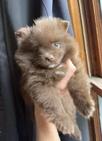 Bentley fuzBunz, a male Pomeranian for sale in Chesterfield, MI – 7 of 10