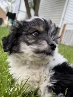 Snoopy, a male Yorkshire Terrier for sale in Chesterfield, MI – 5 of 9