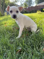 Blondy, a female Chihuahua for sale in Chesterfield, MI – 2 of 8
