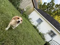 Jimmy, a male Jack Russell Terrier and Chihuahua for sale in Chesterfield, MI – 10 of 10