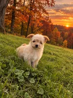Oogie, a female Pomeranian and Poodle - Miniature  for sale in Chesterfield, MI – 1 of 10