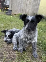 Sammy, a female Australian Cattle Dog and Poodle - Miniature  for sale in Chesterfield, MI – 6 of 10