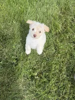 Casper, a male Pomeranian and Poodle - Miniature  for sale in Chesterfield, MI – 9 of 10