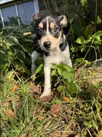 Larry, a male Chihuahua for sale in Chesterfield, MI – 6 of 9