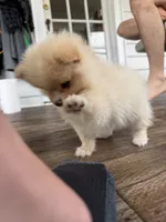Rico fuz, a male Pomeranian for sale in Chesterfield, MI – 6 of 10