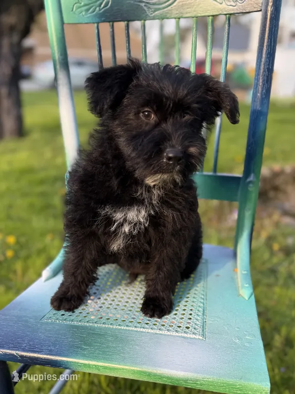 Brutus  – Australian Cattle Dog, Poodle - Miniature  puppy for sale in Chesterfield, MI