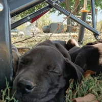 TJ, a female Great Dane for sale in Missouri, MO – Photo 7 of 10