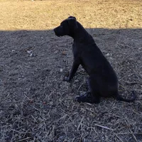 TJ, a female Great Dane for sale in Missouri, MO – Photo 1 of 10