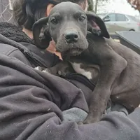 TJ, a female Great Dane for sale in Missouri, MO – Photo 5 of 10