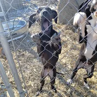 TJ, a female Great Dane for sale in Missouri, MO – Photo 10 of 10