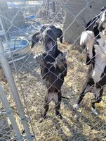 TJ, a female Great Dane for sale in Missouri, MO – Photo 7 of 7