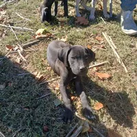 TJ, a female Great Dane for sale in Missouri, MO – Photo 3 of 7