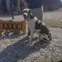 TJ, a female Great Dane for sale in Missouri, MO – Photo 9 of 10