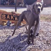 TJ, a female Great Dane for sale in Missouri, MO – Photo 8 of 10